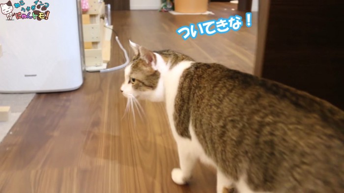 振り向く猫