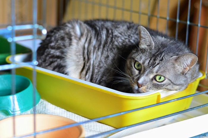 ケージ内のトイレに入る猫