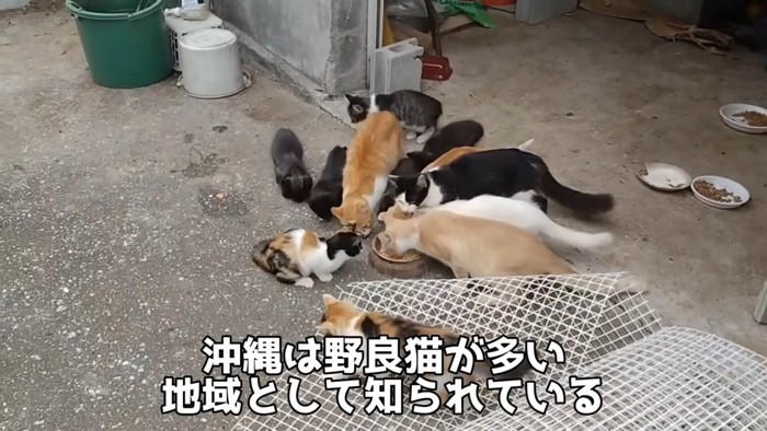 外でごはんを食べる猫たち