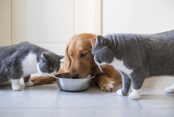 犬のご飯を狙う二匹の猫