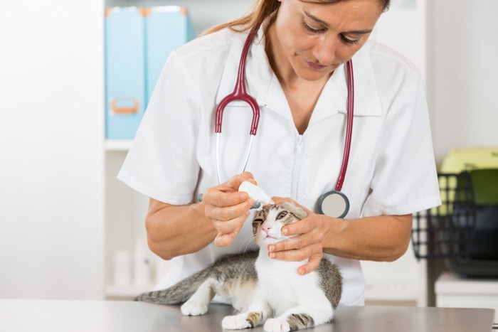 猫に目薬をさす女医さん