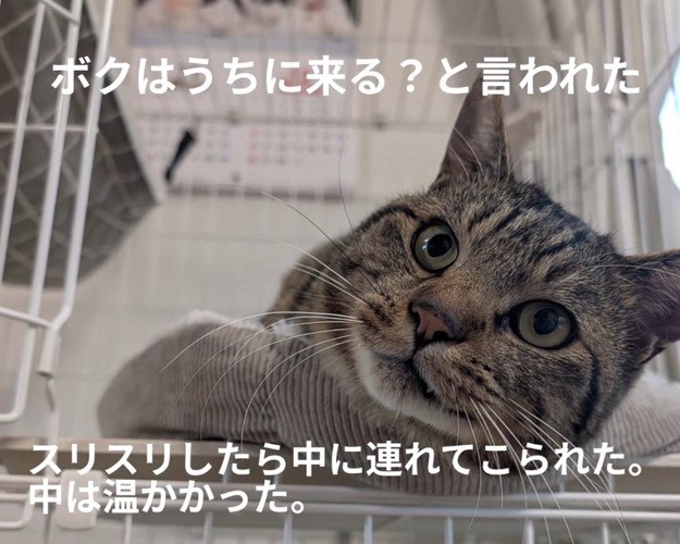 ケージの中にいる猫