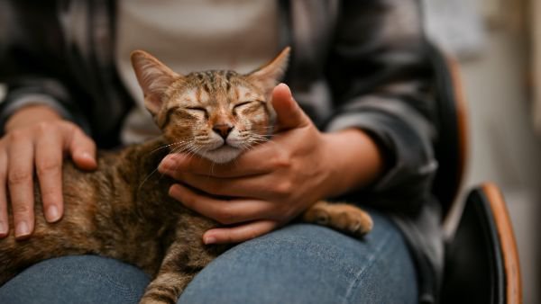 人の膝の上で眠る猫