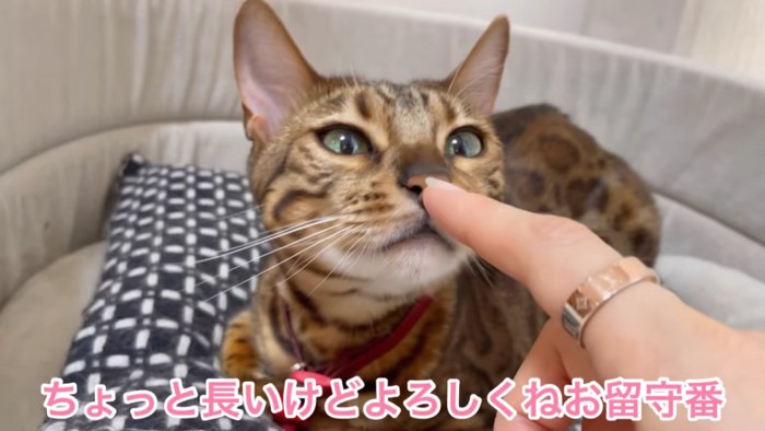 人の指のにおいを嗅ぐ猫