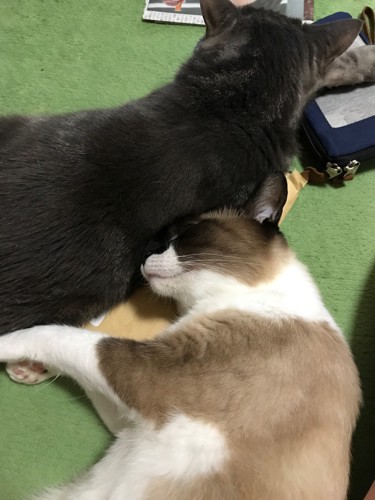 他の猫とも仲良しです1