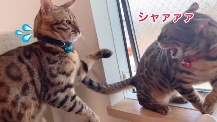 威嚇される青い首輪の猫