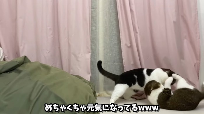 取っ組み合いになる猫