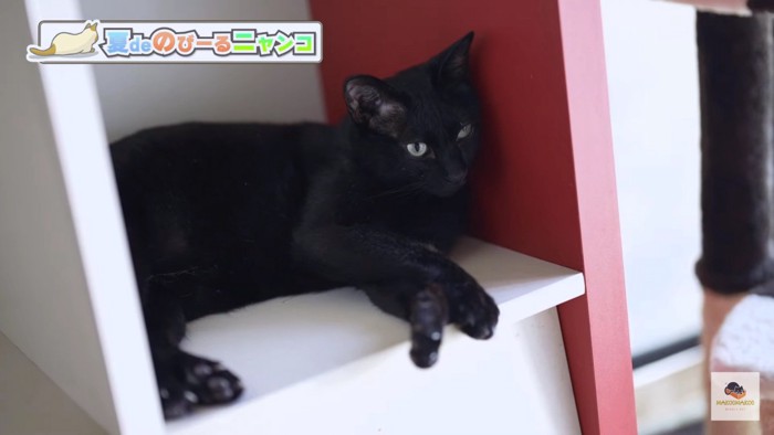 寝そべる黒猫