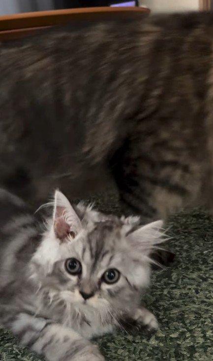 毛がボサボサの子猫