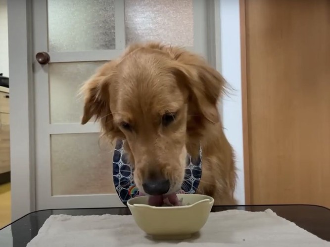 ご飯を食べる犬