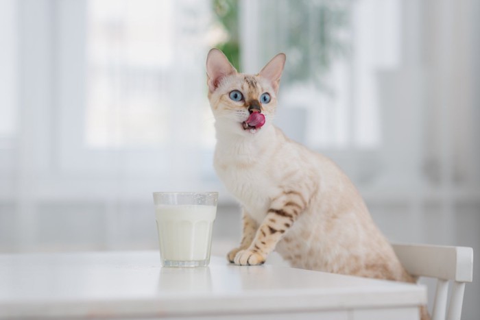 猫と牛乳