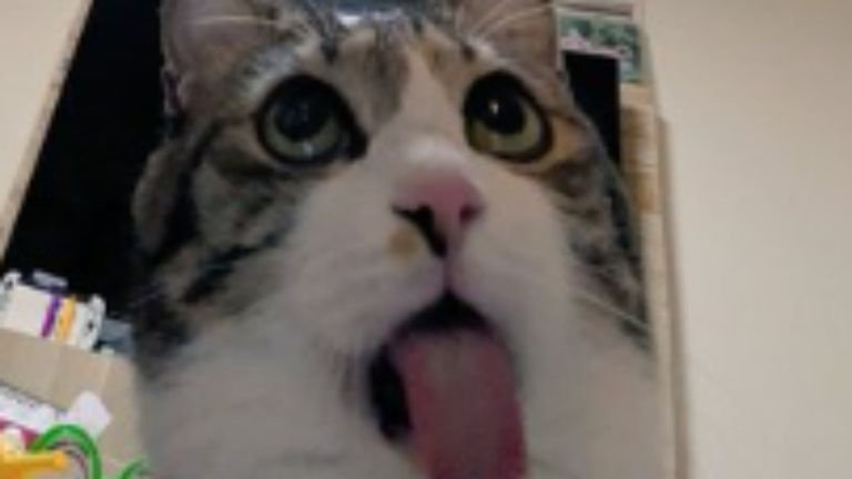 変顔の猫