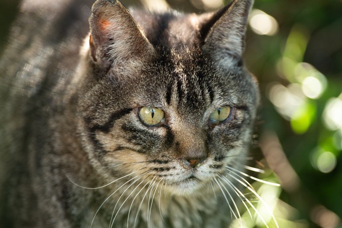 鼻水が垂れかけている猫