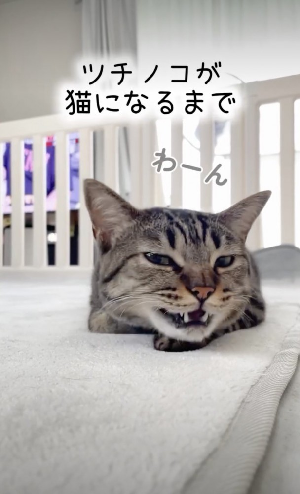 返事をする猫