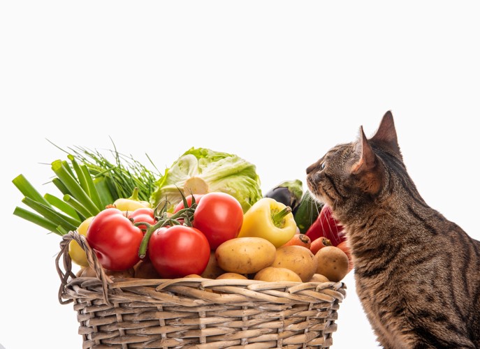 野菜が入ったバスケットの方に顔を向ける猫