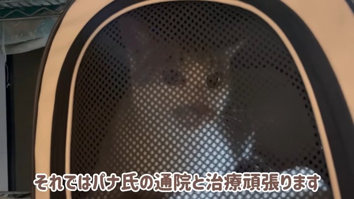 キャリーの中にいる猫