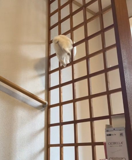 格子におしりがはまっている白猫