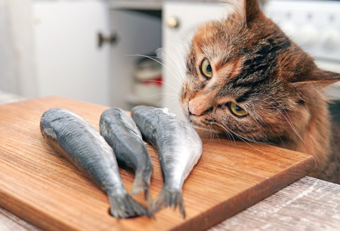 魚を狙う猫