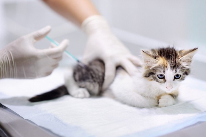 注射される子猫