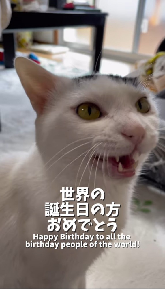 前を見て鳴く猫