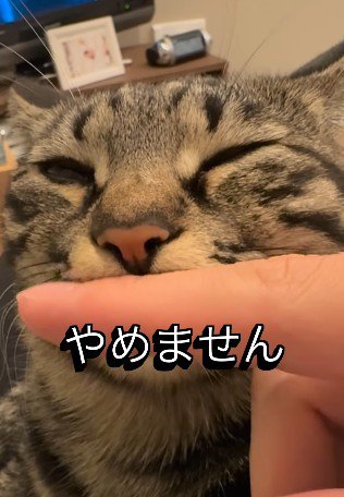 口元に指をあて続けられる猫