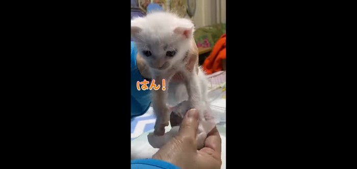 はん!