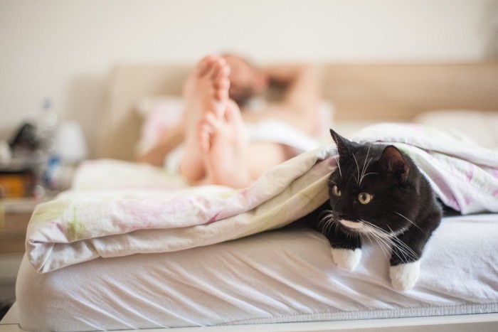 飼い主の足をみつめるベッド上の猫