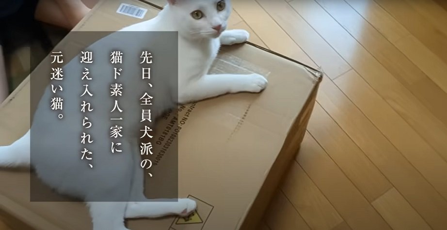 箱の上の猫