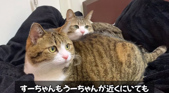 寄り添う猫