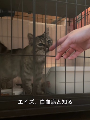 人の指に顔を近づける猫