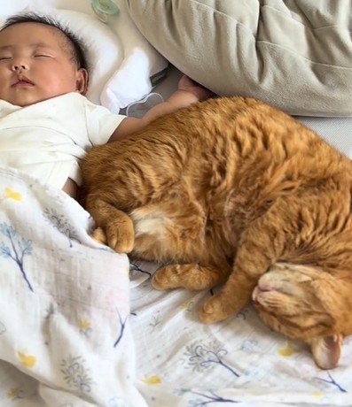 赤ちゃんに添い寝する猫