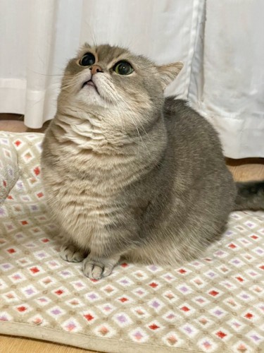 上を見る猫