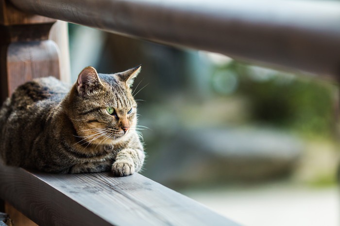 伏せている猫