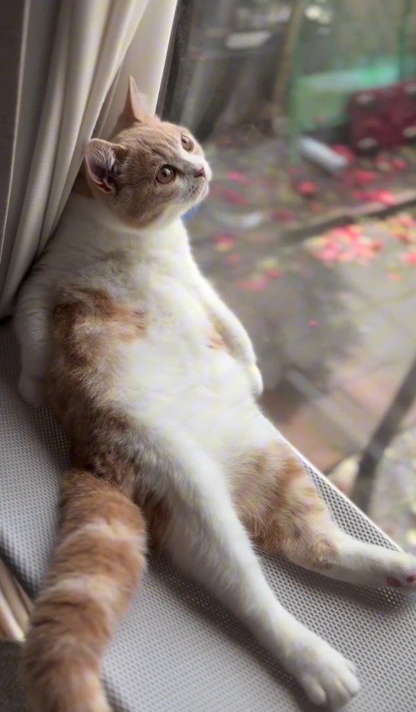 空を見上げる猫