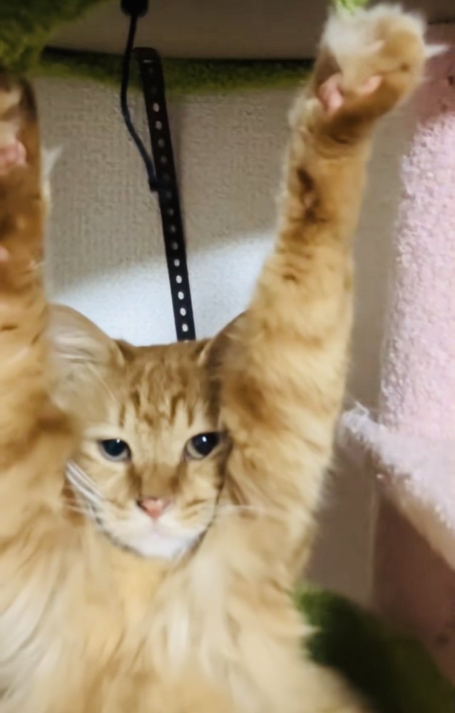 両前足の爪がキャットタワーの天井に引っかかって動けなくなった猫