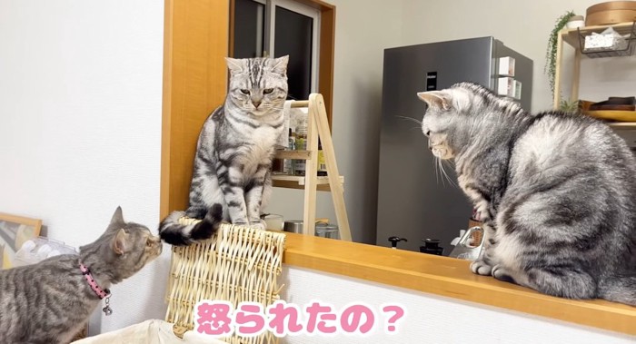 3匹の猫