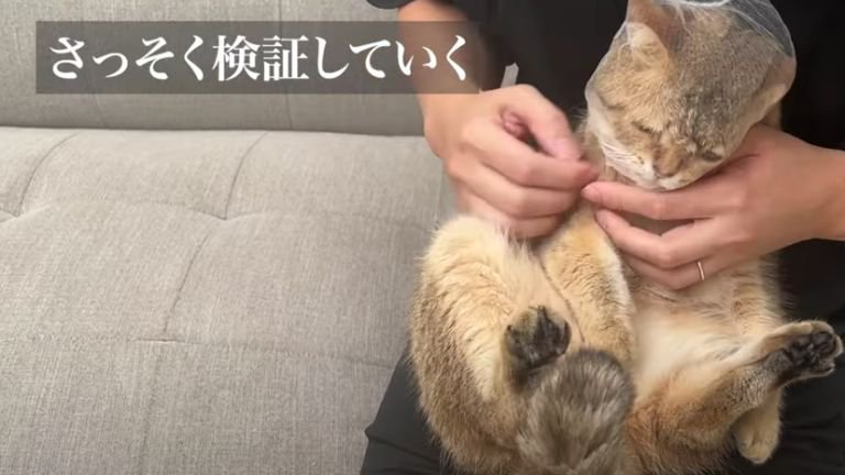 排水ネットを被る猫