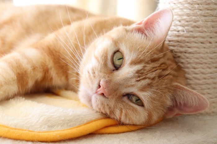 不満な猫