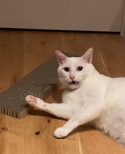 虚無顔の猫