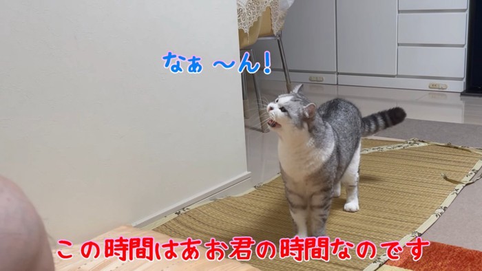 鳴いている猫