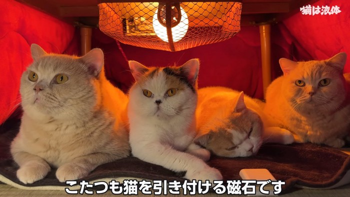 こたつの中にいる4匹の猫