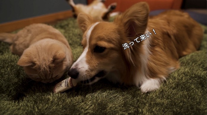 トリートメントを咥える犬