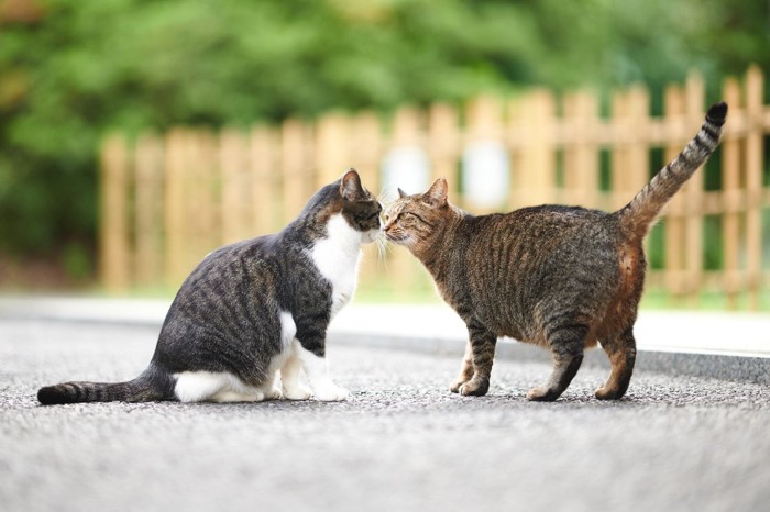 挨拶し合う2匹の猫