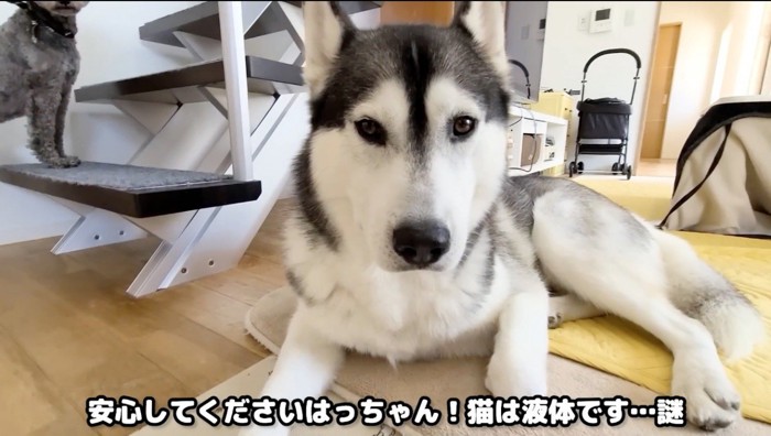 カメラを見つめる犬