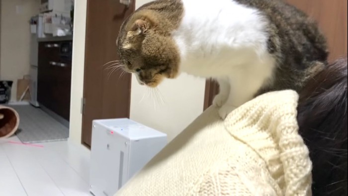 背中に乗る猫