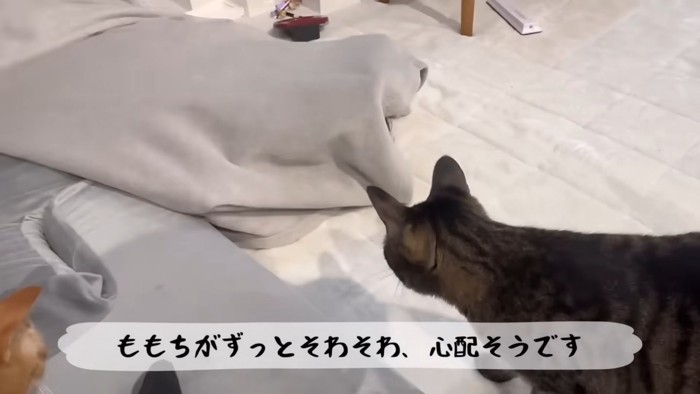 毛布を見る猫の後ろ姿