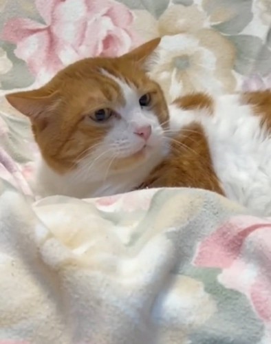 睨みつける猫