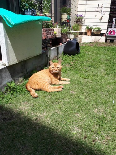 外にいる猫