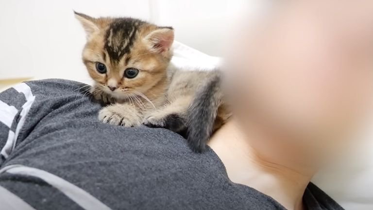 飼い主の体を登る子猫