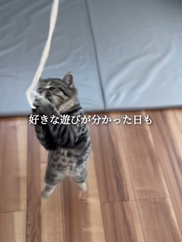 紐に飛びつく猫